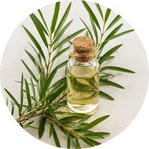 Organic Tea Tree Oil